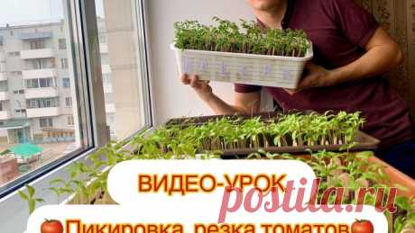 Видео- урок: «Пикировка, резка томатов с Борисом Сониным».