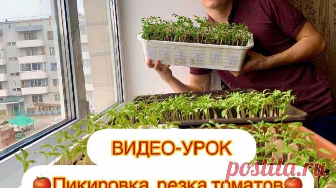 Видео- урок: «Пикировка, резка томатов с Борисом Сониным».