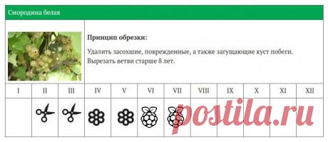 КАЛЕНДАРЬ ОБРЕЗКИ ЯГОДНЫХ КУСТАРНИКОВ