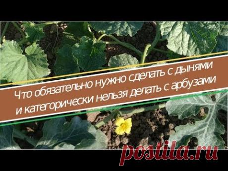 Как посадить арбуз и дыню и получить урожай. Второй шаг - формирование арбузов и дынь - YouTube
