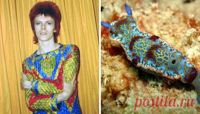Дэвид Боуи - моллюск! И мы вам это сейчас докажем