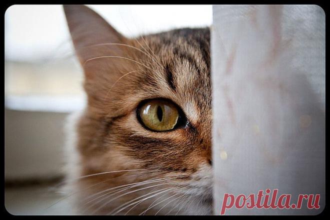 Всё о кошках. — «Портрет» на Яндекс.Фотках
