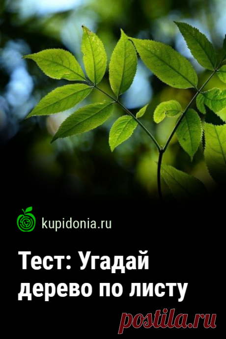 Тест: Угадай дерево по листу. Интересный развлекательный тест для знатоков деревьев. Проверьте свои знания!
