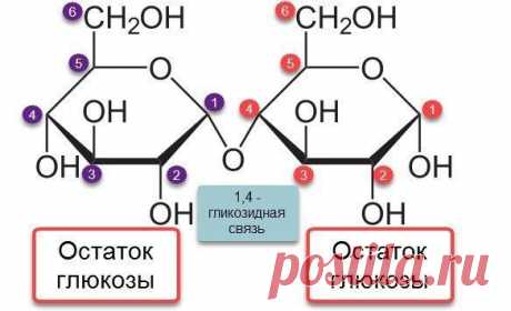 Мальтоза — солодовый сахар.

Природный дисахарид, состоящий из двух остатков глюкозы; содержится в больших количествах в проросших зёрнах (солоде) ячменя, ржи и других зерновых; обнаружен также в томатах, в пыльце и нектаре ряда растений.
Биосинтез мальтозы из β-D-глюкопиранозилфосфата и D-глюкозы известен только у некоторых видов бактерий. В животном и растительном организмах мальтоза образуется при ферментативном расщеплении крахмала и гликогена (см. Амилазы).
Мальтоза л...