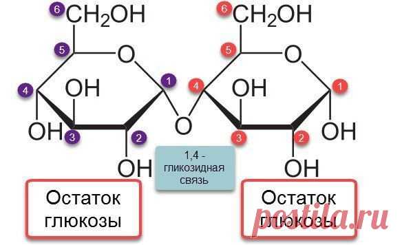 Мальтоза — солодовый сахар.

Природный дисахарид, состоящий из двух остатков глюкозы; содержится в больших количествах в проросших зёрнах (солоде) ячменя, ржи и других зерновых; обнаружен также в томатах, в пыльце и нектаре ряда растений.
Биосинтез мальтозы из β-D-глюкопиранозилфосфата и D-глюкозы известен только у некоторых видов бактерий. В животном и растительном организмах мальтоза образуется при ферментативном расщеплении крахмала и гликогена (см. Амилазы).
Мальтоза л...