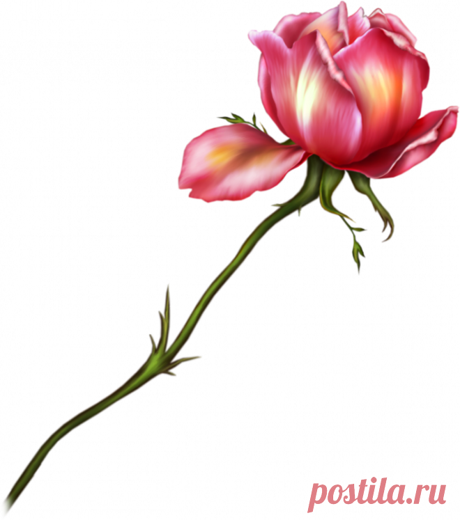 Цветы - Клипарты PNG - Клипарты у Анны.