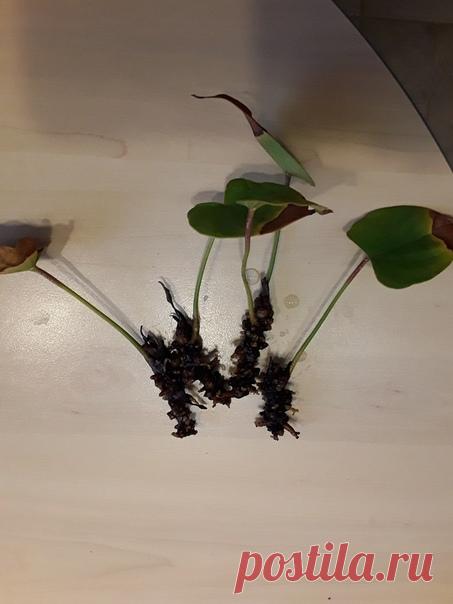 Добрый день, любители антуриумов! Посоветуйте! Недавно обзавелась черенками антуриума, дали корни, посадила, стали подрастать, но не цвели. Потом стали "маяться", по осени пересадили, вообще все остановилось, ни одного нового листочка, а некоторые росточки погибли. Вот решили посмотреть, что там творится. На фото росточки, после месяца нахождения в воде - вообще ничего не изменилось, ни с листочками, ни с корнями!