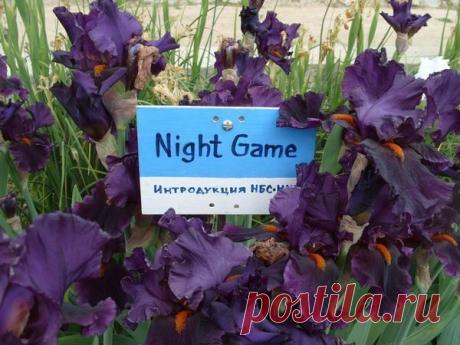 Гламур и роскошь ирисов