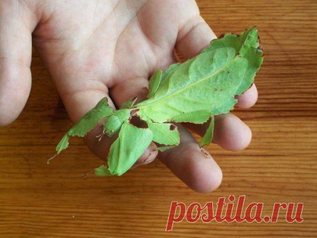 На фото Giant Leaf Insect (Phyllium giganteum) — удивительное насекомое Листотел — профессионал природной маскировки. Камуфляж насекомых настолько уникальный, что имитирует не только прожилки листка, но и следы &quot;надкушенного&quot; другим насекомым участка листочка. Максимальный размер — 12–13 см. У самок задняя пара крыльев отсутствует, поэтому они не могут летать. Обитают на территории тропиков по всей Юго–Восточной Азии, а также в северо–восточной части Австралии и на островах Меланезии.