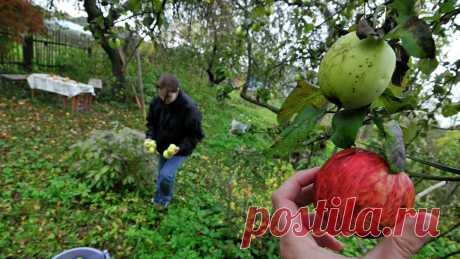 Врач назвал два продукта для избавления от &quot;плохого&quot; холестерина - РИА Новости, 24.10.2021