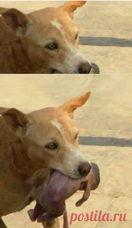 Удивительная история! Как собака спасла новорожденного ребёнка