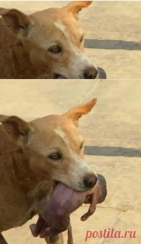 Удивительная история! Как собака спасла новорожденного ребёнка