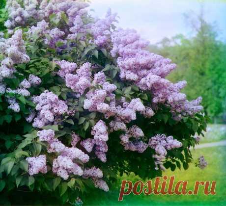 Как размножить сирень