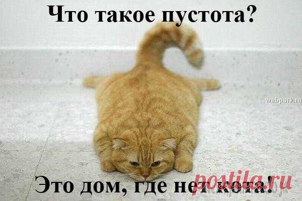 Когда у вас есть кот Быть с котами - хорошо. Без котов - плохо. Вот что я знаю. Даже если все плохо, за окном дождь и серость, на работе аврал и еще какая беда случилась, ты приходишь домой, и ты не один. Он свернется клу...