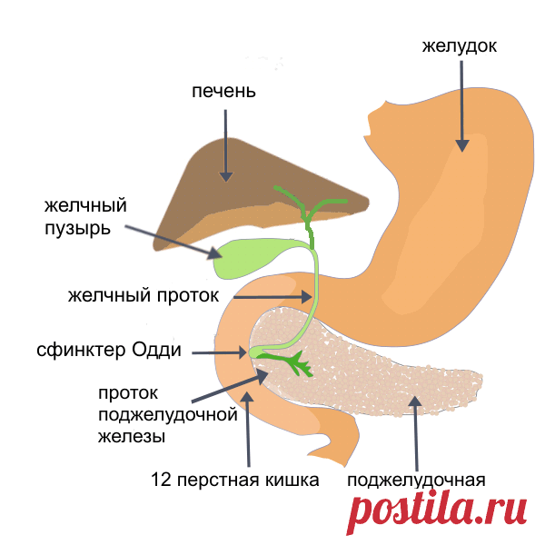 Панкреатит — Википедия