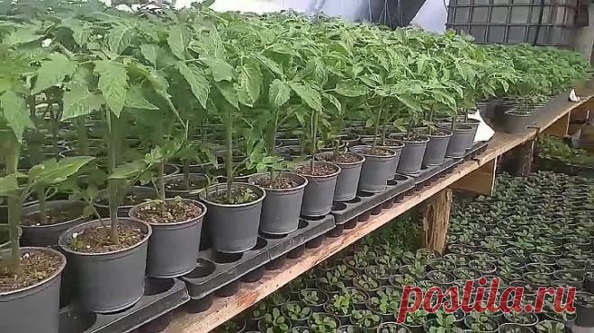 Вот почему у нас НЕ ЖЕЛТЕЮТ ЛИСТЬЯ на рассаде томатов и петунии.