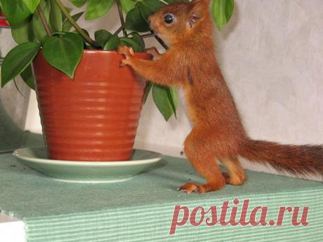 История одной белки | Уши, лапы, хвост