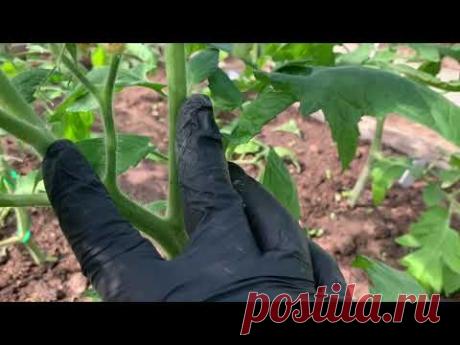 Как я формирую высокорослые томаты.