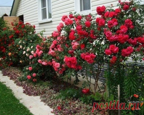 Йод и молоко прогнали тлю с моих роз 

Тля, пожалуй, самый отвратительный и живучий вредитель, который может поселиться в вашем саду. Вроде бы вот, расправились с ней, и в саду красота. Но через неделю глядишь, а тля как будто никуда и не пропадала. Все так же сидит на листьях роз и кустарников, и портит внешний вид растений. 

Я нашла и тле управу. Для борьбы с ней вам понадобятся: распылитель или 2-литровая бутылка, шприц, 100 мл молока и пузырек йода. В распылитель набе...