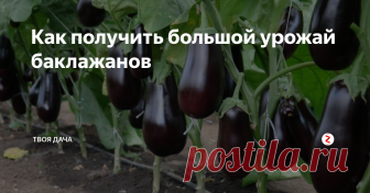 Как получить большой урожай баклажанов Баклажаны – теплолюбивые растения, способные при должном уходе, дать хорошей урожай. В южных регионах могут выращиваться не только в теплице, но и в открытом грунте. Но для высокой плодоносности культур, следует придерживаться рекомендаций по выращиванию бывалых огородников:
- Правильный выбор сорта или гибрида. Отдавайте предпочтение среднеспелым или скороспелым разновидностям. Для получения урож