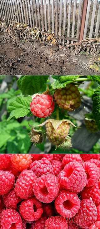 Подготовка малины к зиме