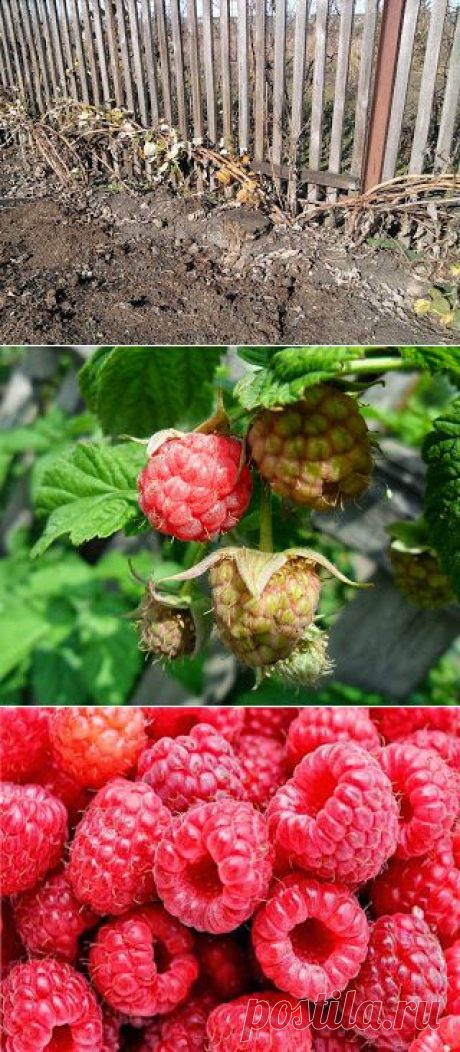 Подготовка малины к зиме