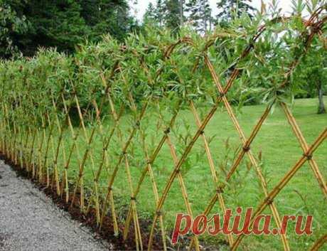Живая изгородь из ивы | Я и дача | Яндекс Дзен