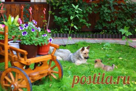 ВЕЛИКОЛЕПНЫЕ ФОТО ЖИВОТНЫХ - 121 фото. Фотографии ТАМАРА КОЛИНЧЕНКО.