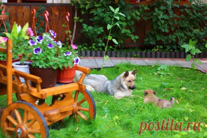 ВЕЛИКОЛЕПНЫЕ ФОТО ЖИВОТНЫХ - 121 фото. Фотографии ТАМАРА КОЛИНЧЕНКО.