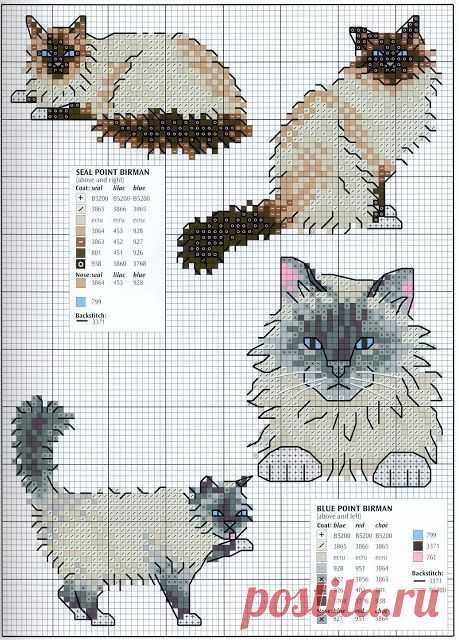 котики