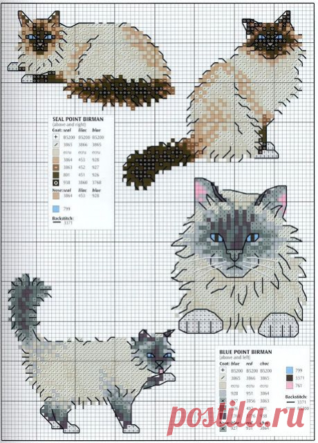 котики