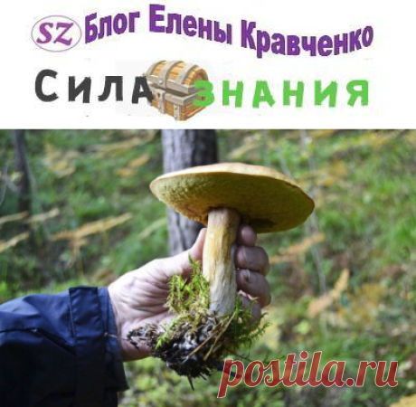 Когда собирать грибы маслята и где они растут