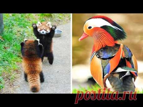 5 Самых милых и красивых животных в мире