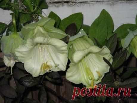 Кобея: выращивание из семян и место растения в дизайне участка | LS