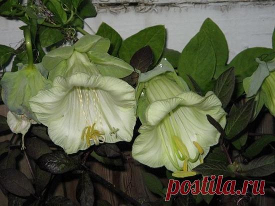 Кобея: выращивание из семян и место растения в дизайне участка | LS