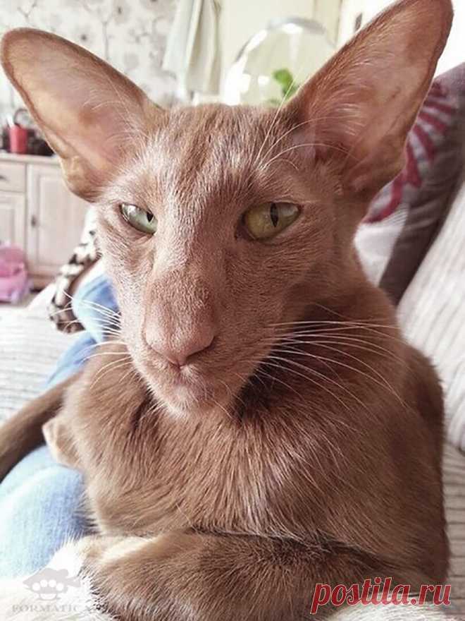 Васо Котидзе)
