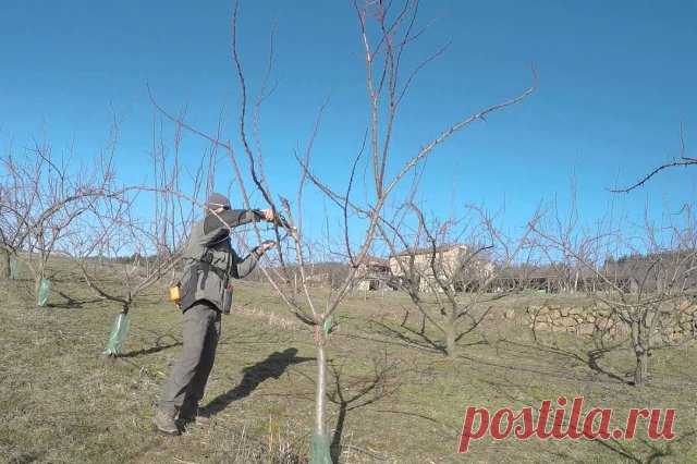Выращивание абрикосов в средней полосе – как добиться хорошего урожая в неблагоприятных условиях
