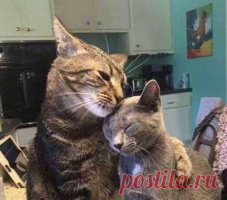Смешные и милые коты. Фото пушистых в разных ситуациях #17 | Котомания | Яндекс Дзен