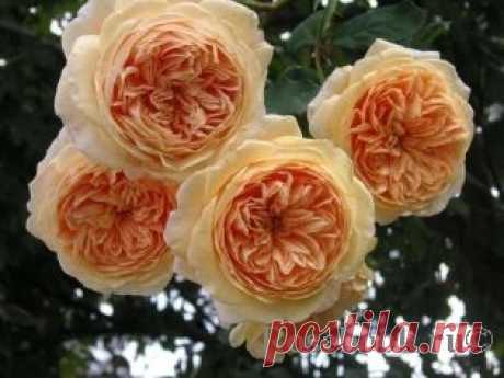 Crown Princess Margaretha® :: Энциклопедия роз