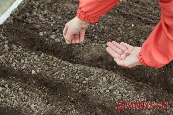 Сеем по холодку и по черепку 
Сезон можно считать законченным, только когда проведен последний посев.

Он непохож на все предыдущие – самый непредсказуемый и рискованный. С надолго отложенным результатом. Как все устроить, чтобы …