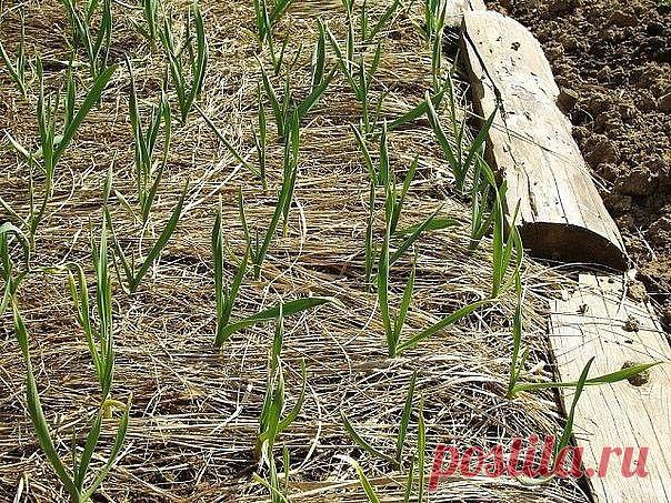 (2) Одноклассники