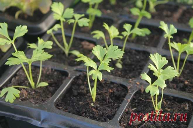 Делу время, овощам — январь: что уже можно посадить