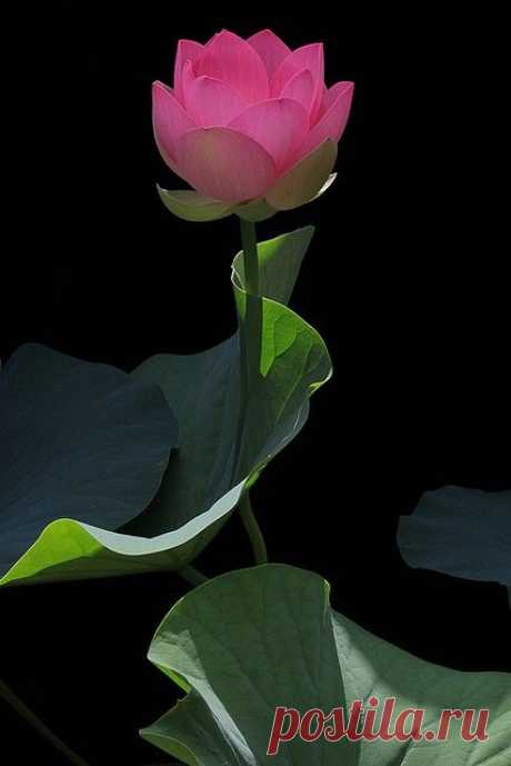 (35) Pinterest