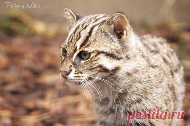 Прощай Рыбалка Кошка Котята | Разговор 2 ПН