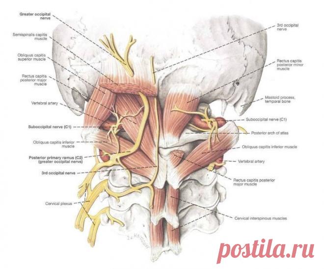 О чём расскажет головная боль в затылочной части Причины боли в голове в затылочной части, отдающей в шею, в виски. Как оказать себе помощь, чем лечить, профилактика боли в затылке.
