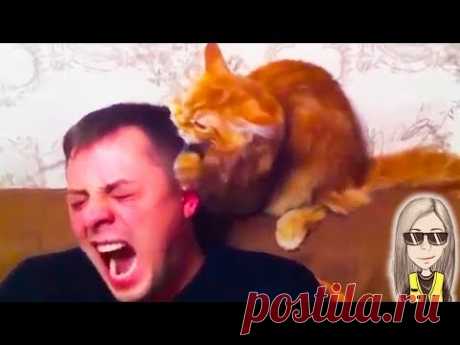 ПРИЗНАКИ, ЧТО КОТ ТЕБЯ ЛЮБИТ // МоМо