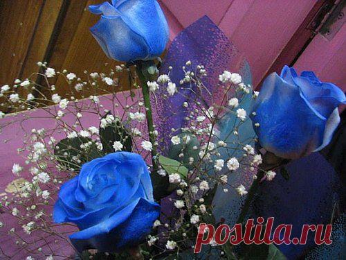 Синие розы 650 тенге цветок. Доставка по Алматы и Казахстану 87714707518