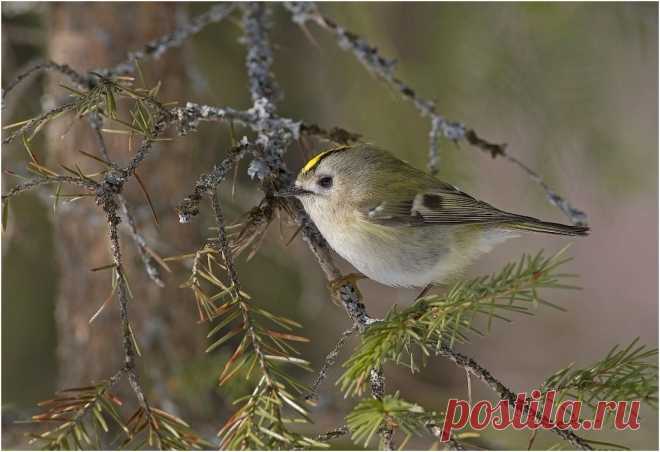 Все размеры | Золотой коронованный царек | Flickr - Photo Sharing!