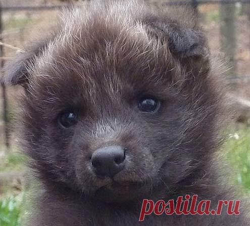 Maned Wolf Puppies - Baby Animal Zoo