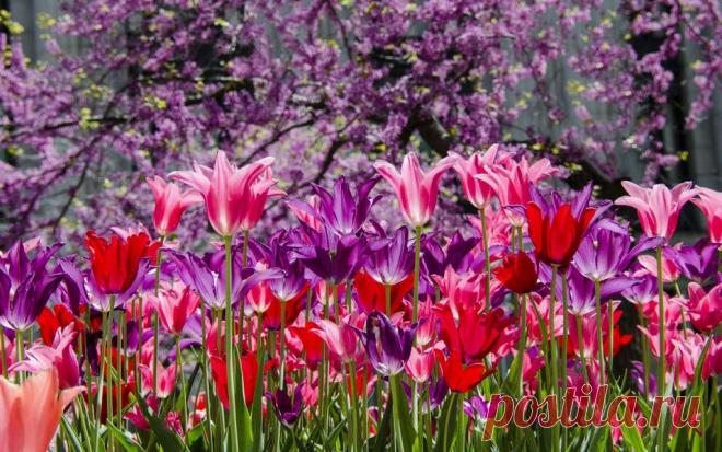 КРАСИВЫЕ ЦВЕТЫ ...